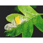 Black-veined White crataegi Egg Batch
